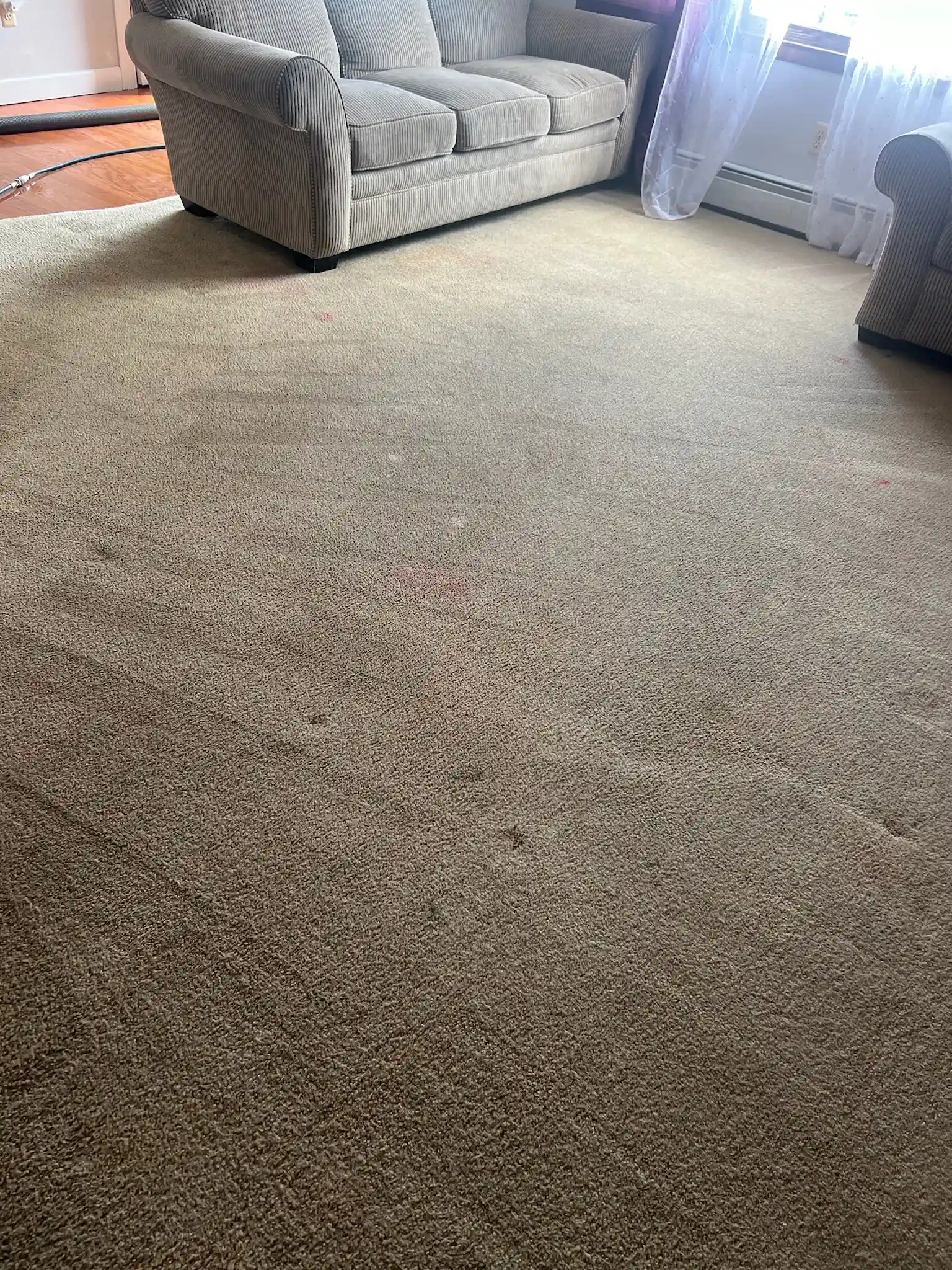 Carpet Cleaning